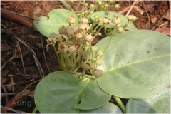 Tylophora rotundifolia